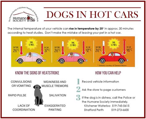 If it's 90 degrees outside, how hot is it for your dog inside the car?